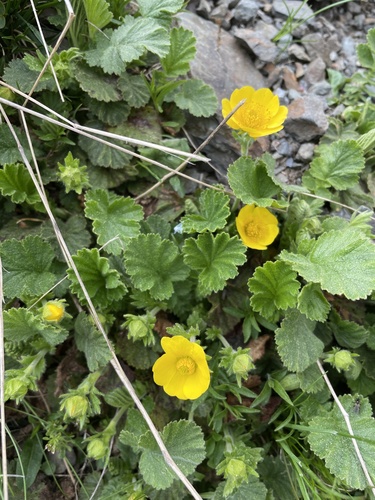 Geum montanum (Geum montanum)