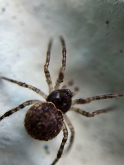 Dipoena melanogaster