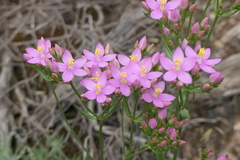 Centaurium quadrifolium