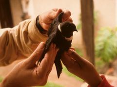 Streptoprocne zonaris