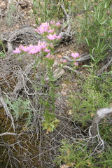 Centaurium quadrifolium
