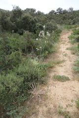 Asphodelus serotinus