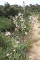 Asphodelus serotinus