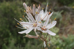 Asphodelus serotinus
