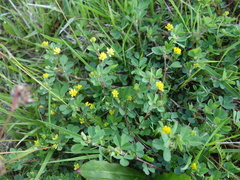 Trifolium dubium