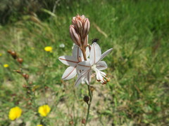 Asphodelus fistulosus