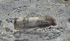 Epiblema desertana