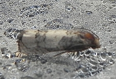 Epiblema desertana