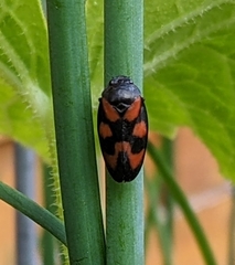 Cercopis vulnerata