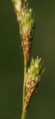 Carex scoparia