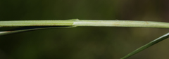 Carex scoparia