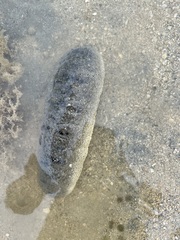 Holothuria scabra