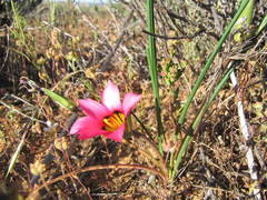 Romulea subfistulosa