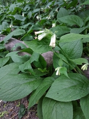 Symphytum grandiflorum