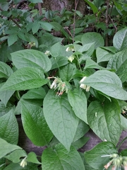 Symphytum grandiflorum