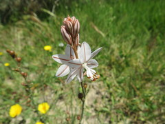 Asphodelus fistulosus