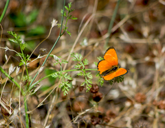 Lycaena ottomanus