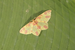 Eois camptographata