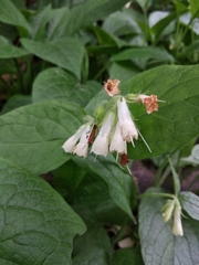 Symphytum grandiflorum