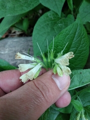 Symphytum grandiflorum