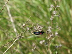 Zygaena