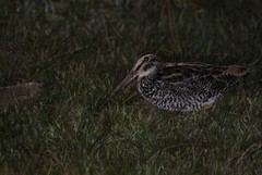 Gallinago undulata