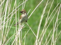 Emberiza schoeniclus