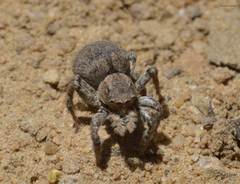 Aelurillus v-insignitus