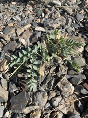 Astragalus cimae sufflatus
