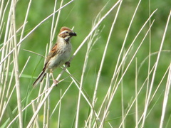 Emberiza schoeniclus