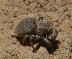 Aelurillus v-insignitus