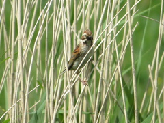 Emberiza schoeniclus