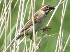 Emberiza schoeniclus