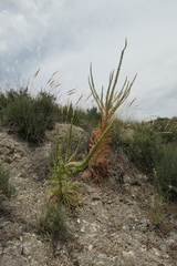 Reseda suffruticosa