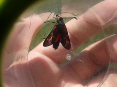 Zygaena