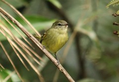 Phyllomyias virescens