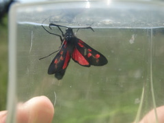 Zygaena