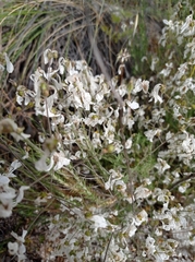 Gypsophila struthium