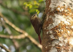 Xiphorhynchus fuscus