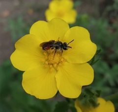 Andrena labiata