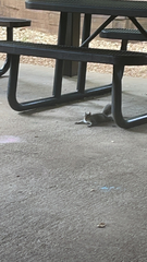 Sciurus carolinensis