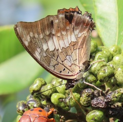 Charaxes ethalion