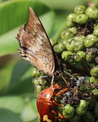 Charaxes ethalion