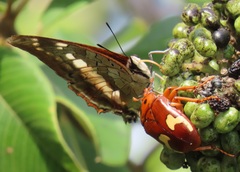 Charaxes ethalion