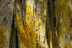 Chrysothrix granulosa