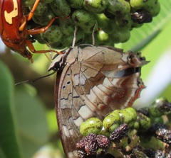 Charaxes ethalion