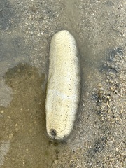 Holothuria scabra