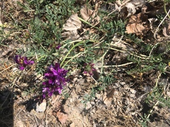 Astragalus mesogitanus