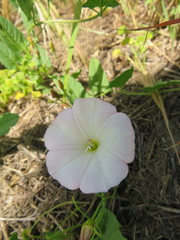 Convolvulus arvensis