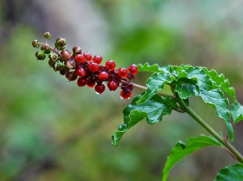 Petiveriaceae